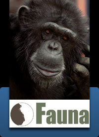 click to visit the Fauna website